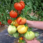 Seminte tomate Liguria F1
