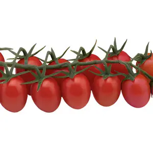 Seminte tomate Fortunato F1