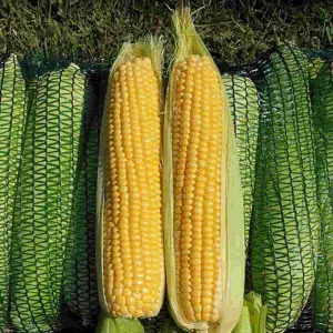 Seminte porumb Kinze F1