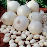 Arpagic alb White Snow Ball, calibru 14/21, 1 kg