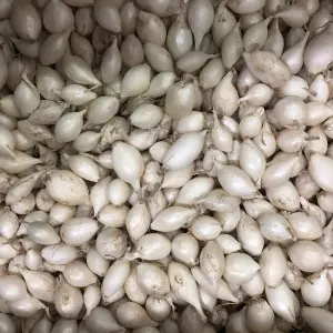 Arpagic alb White Snow Ball, calibru 14/21, 1 kg