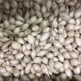 Arpagic alb White Snow Ball, calibru 14/21, 1 kg