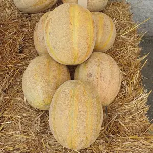Seminte pepene galben Amethyst F1