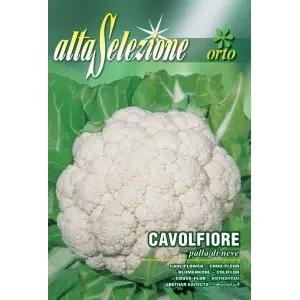 Seminte conopida Palla Di Neve Alta Selezione