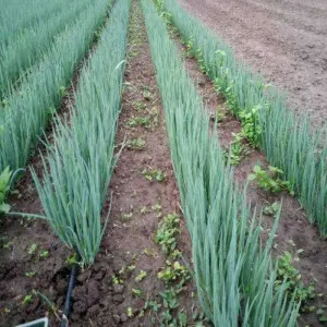 Seminte ceapa verde Blue Win F1