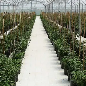 Agrotextil mulcire alb Agritela Riflex, 3230BL 100 g/mp, 15X15 cm