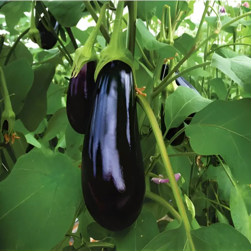 Seminte vinete Veronica F1