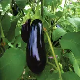 Seminte vinete Veronica F1