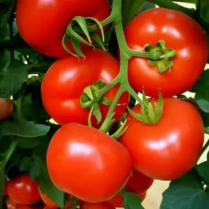 Seminte tomate Belfast F1