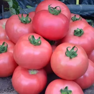 Seminte tomate Dimerosa F1
