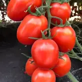 Seminte tomate Serengheti F1