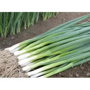 Seminte ceapa verde Kaigaro F1