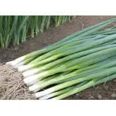 Seminte ceapa verde Kaigaro F1