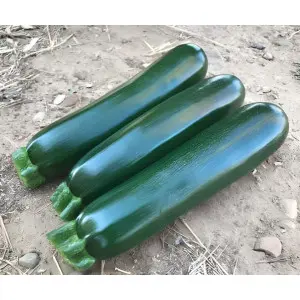 Seminte dovlecel Aqua F1