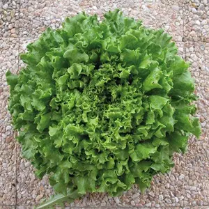 Seminte salata Maritima