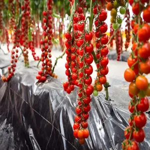 Seminte tomate Paskualeto F1