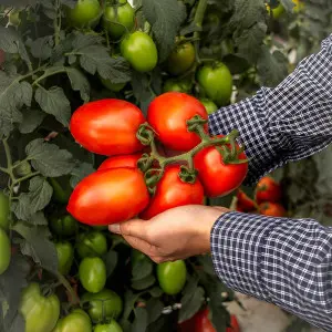 Seminte tomate Vincitori F1