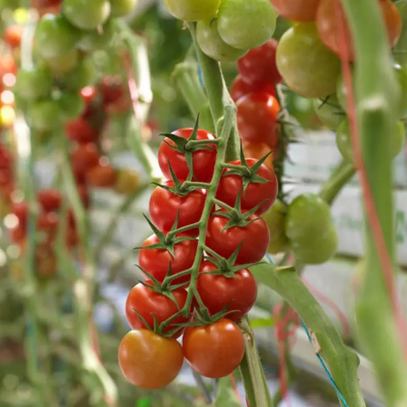 Seminte tomate Primona F1