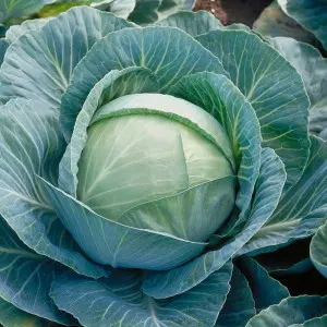 Seminte varza Kilaherb F1