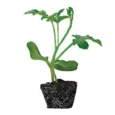 Seminte portaltoi RS 841 Improved F1