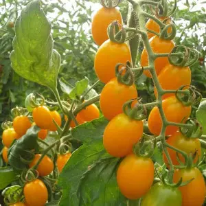 Seminte tomate Orangewest F1