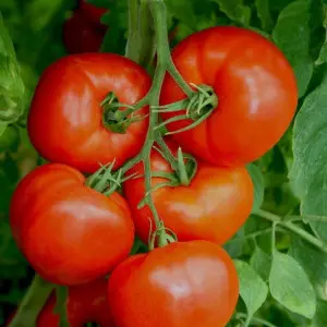 Seminte tomate Elpida F1