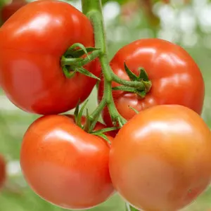 Seminte tomate Barteza F1