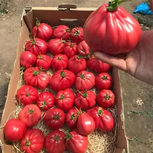 Seminte tomate Mamipink F1
