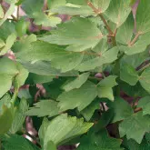 Seminte leustean Lovage