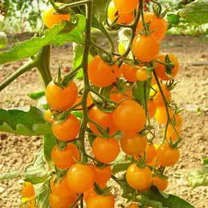 Seminte tomate Summer Sun F1