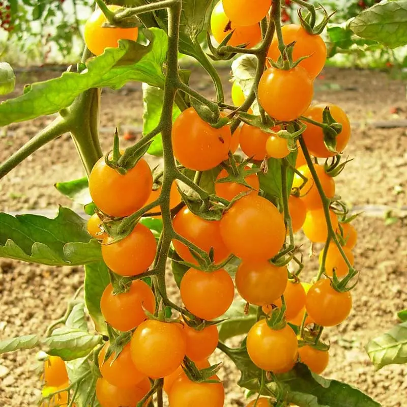 Seminte tomate Summer Sun F1