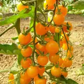 Seminte tomate Summer Sun F1