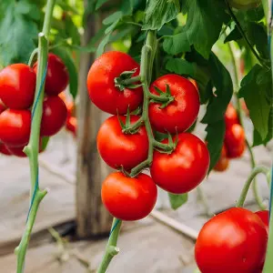 Seminte tomate Galiceno F1