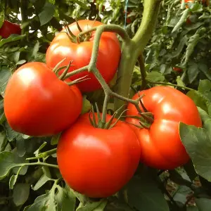 Seminte tomate Ismini F1
