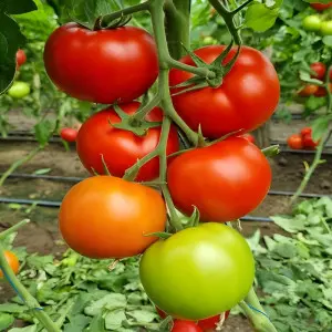 Seminte tomate Lacarta F1