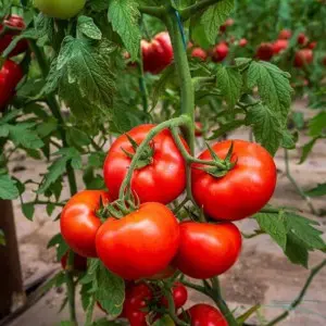 Seminte tomate Badalona F1