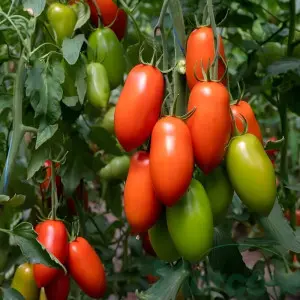 Seminte tomate Hummer F1