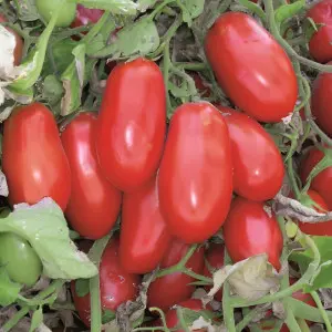 Seminte tomate Massaro F1
