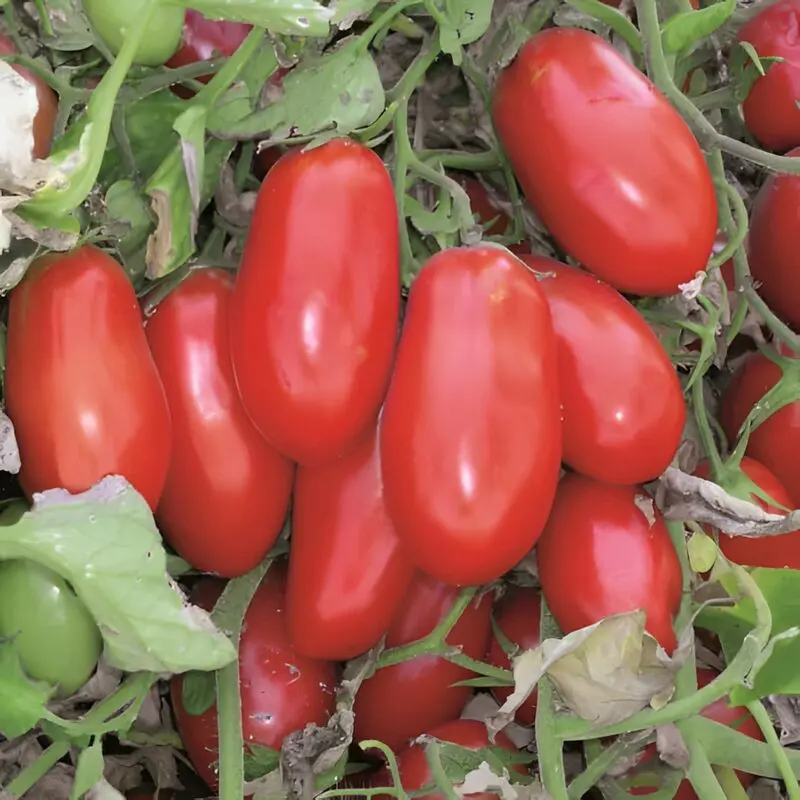 Seminte tomate Massaro F1
