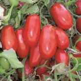 Seminte tomate Massaro F1