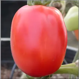 Seminte tomate Sandokan F1