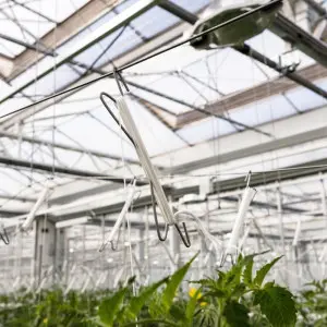 Carlig HD palisare si sustinere tomate, fara sfoara
