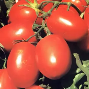 Seminte tomate Rio Grande