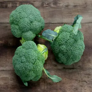 Seminte broccoli Ulysses F1