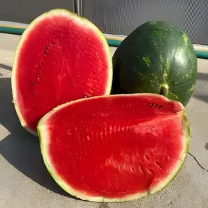 Pepene verde Sinfonia F1