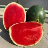 Pepene verde Sinfonia F1