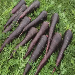 Seminte morcovi Deep Purple F1