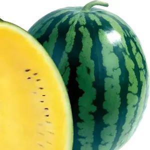 Pepene verde Orange King F1