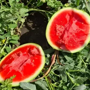 Seminte pepene verde Seed Zero F1