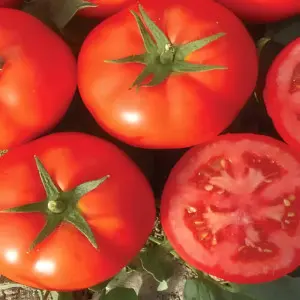 Seminte tomate Bueno F1